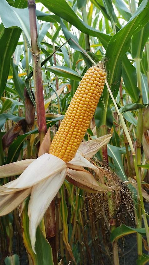 Welger DK 120-2 Typ 3Seitenkipper mit Zusätzliche Bordwände und Dreiecke für Planengestell