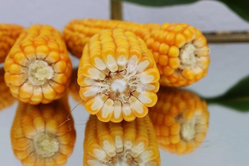 Horsch Horsch Grubber 3m Terrano 3 FX mit Pakerwalze Rohrpakerwalze Nivilierscheiben Neue Scharspitzen