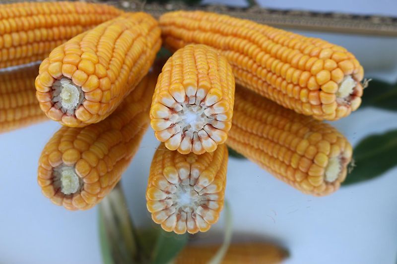 Horsch Horsch Grubber 3m Terrano 3 FX mit Pakerwalze Rohrpakerwalze Nivilierscheiben Neue Scharspitzen